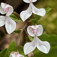 17. Disperis oppositifolia -&Oslash; - Orchidaceae.jpeg