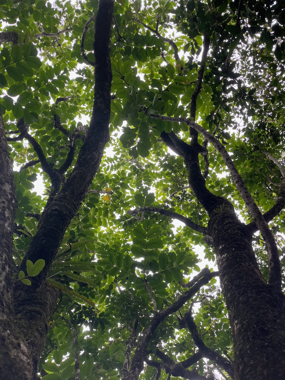 18. Feuillage de ??? Polyscias repanda - Bois de papaye - Araliacée - B.jpeg