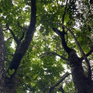 18. Feuillage de ??? Polyscias repanda - Bois de papaye - Araliacée - B.jpeg