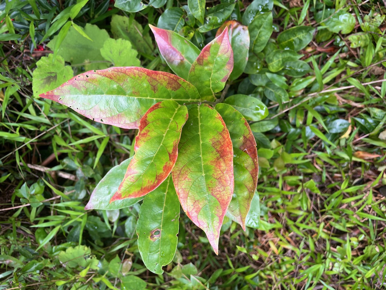 19. Antidesma madagascariense - Bois de cabri (blanc) - Euphorbiaceae -    Madagascar. Comores. La Réunion. Maurice.jpeg