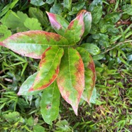 19. Antidesma madagascariense - Bois de cabri (blanc) - Euphorbiaceae -    Madagascar. Comores. La Réunion. Maurice.jpeg