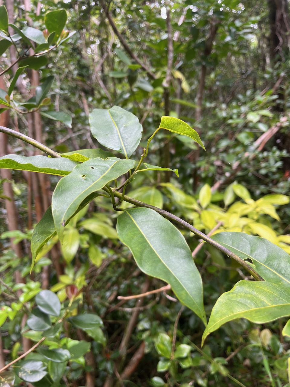 20. Danais fragrans - Liane jaune ou Lingue noir  - RUBIACEE.jpeg