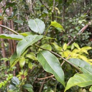 20. Danais fragrans - Liane jaune ou Lingue noir  - RUBIACEE.jpeg