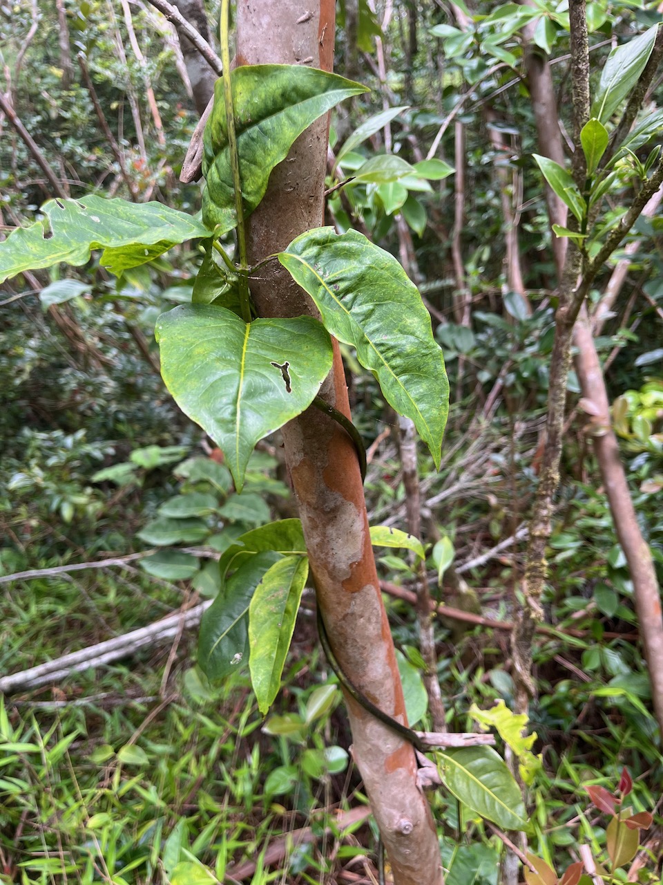 22. Danais fragrans - Liane jaune ou Lingue noir  - RUBIACEE.jpeg