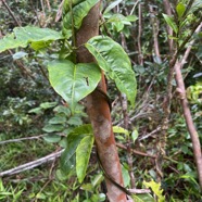 22. Danais fragrans - Liane jaune ou Lingue noir  - RUBIACEE.jpeg