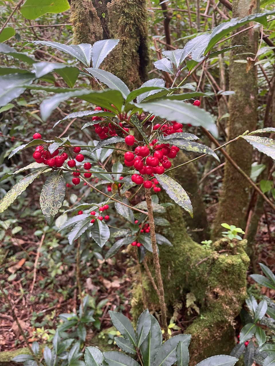 23. Ardisia crenata Sims. - Bois de Noël-  Primulaceae - Asie orientale.jpeg