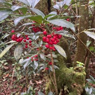23. Ardisia crenata Sims. - Bois de Noël-  Primulaceae - Asie orientale.jpeg