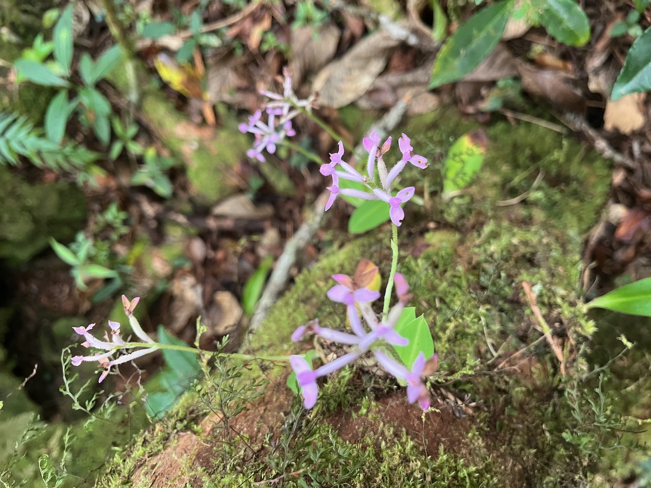 24. Cynorkis inermis - Arnottia mauritiana - orchidaceae - endémique Réunion Maurice..jpeg