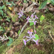 24. Cynorkis inermis - Arnottia mauritiana - orchidaceae - endémique Réunion Maurice..jpeg