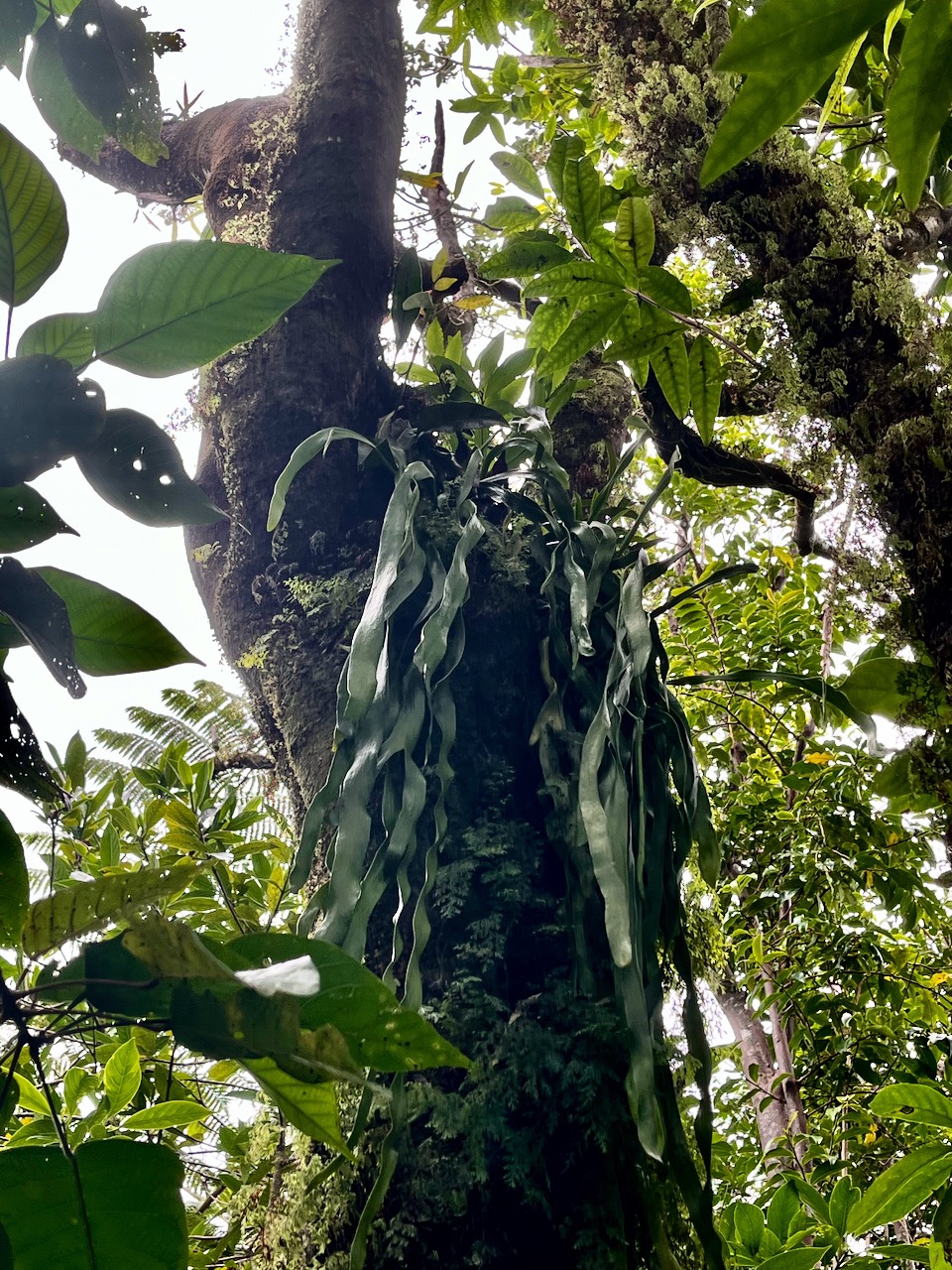 25. Ophioderma pendula - fougère ruban- OPHIOGLOSSACEAE - Indigene  La Réunion.jpeg
