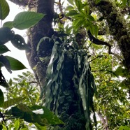 25. Ophioderma pendula - fougère ruban- OPHIOGLOSSACEAE - Indigene  La Réunion.jpeg