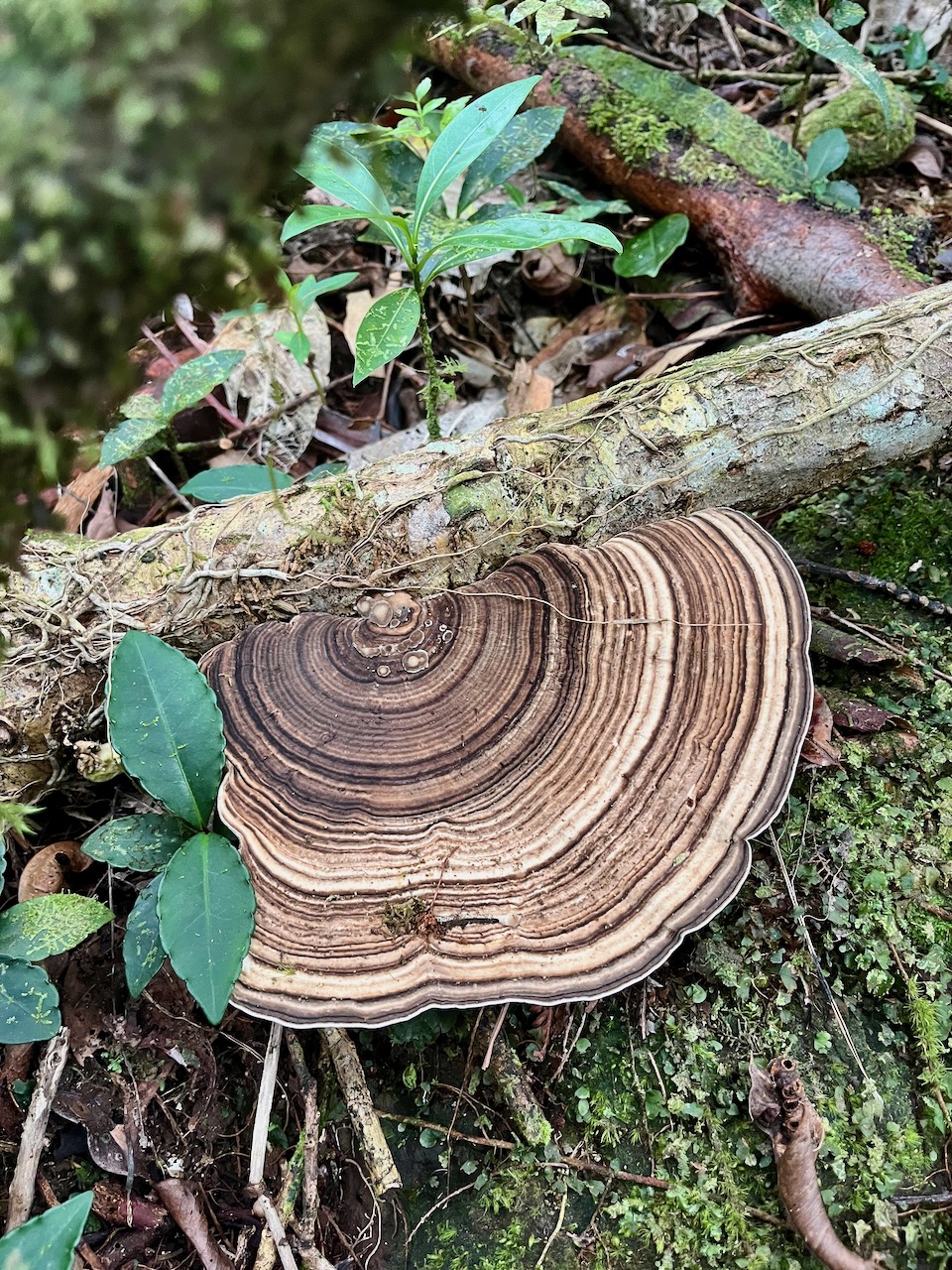 26. Champigonon Jardin Zen.jpeg