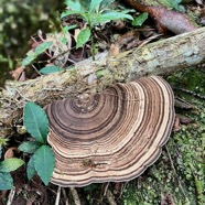 26. Champigonon Jardin Zen.jpeg