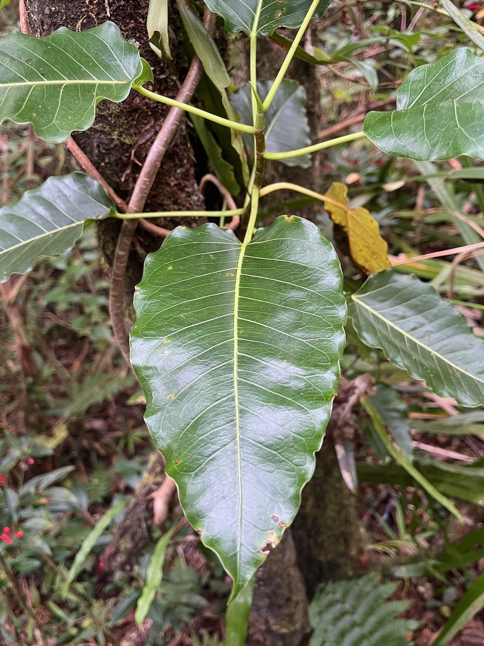 27. ???  Ficus ???? religiosa PlantNet 3%. IMG_6022.HEIC.jpeg