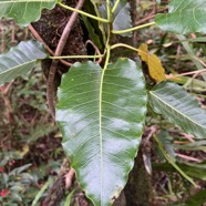 27. ???  Ficus ???? religiosa PlantNet 3%. IMG_6022.HEIC.jpeg