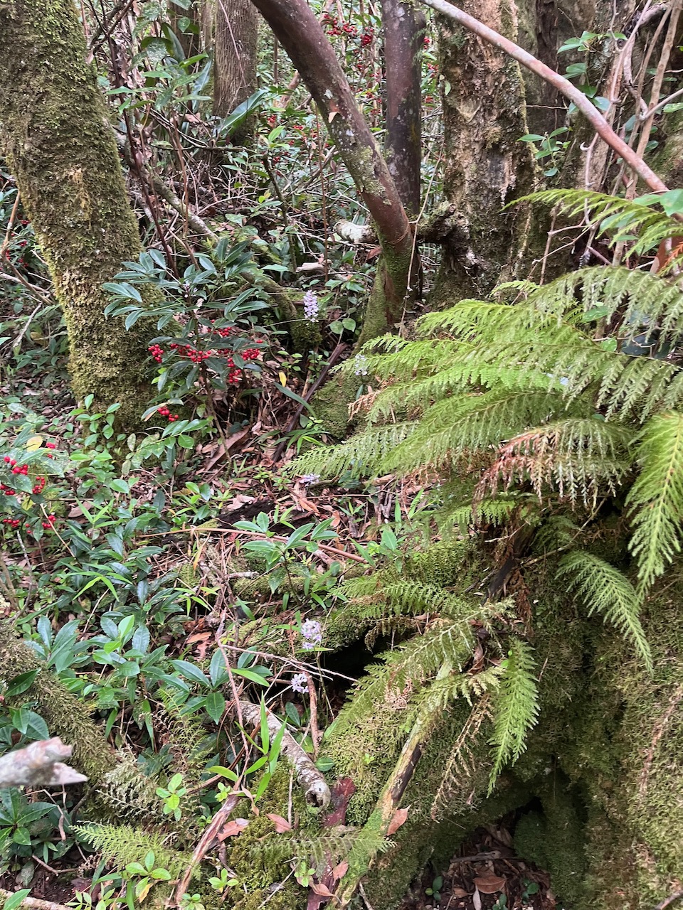28. Jardin de Cynorkis et bois de Noël.jpeg