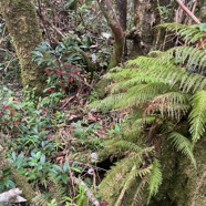 28. Jardin de Cynorkis et bois de Noël.jpeg