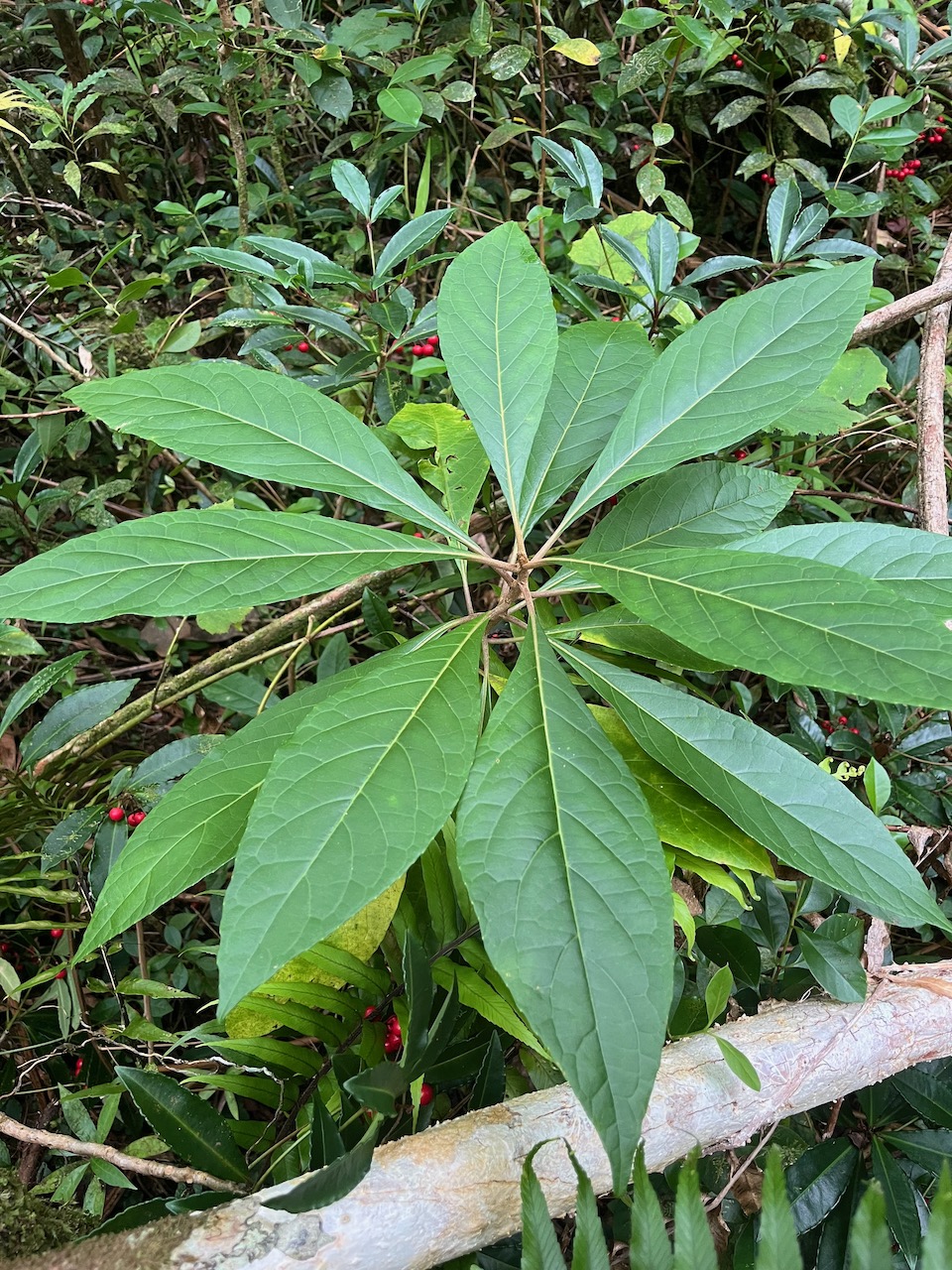 29. Gymnanthemum_fimbrilliferum - Bois_de_sapo - ASTERACEAE - Endemique_Reunion.jpeg