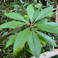 29. Gymnanthemum_fimbrilliferum - Bois_de_sapo - ASTERACEAE - Endemique_Reunion.jpeg