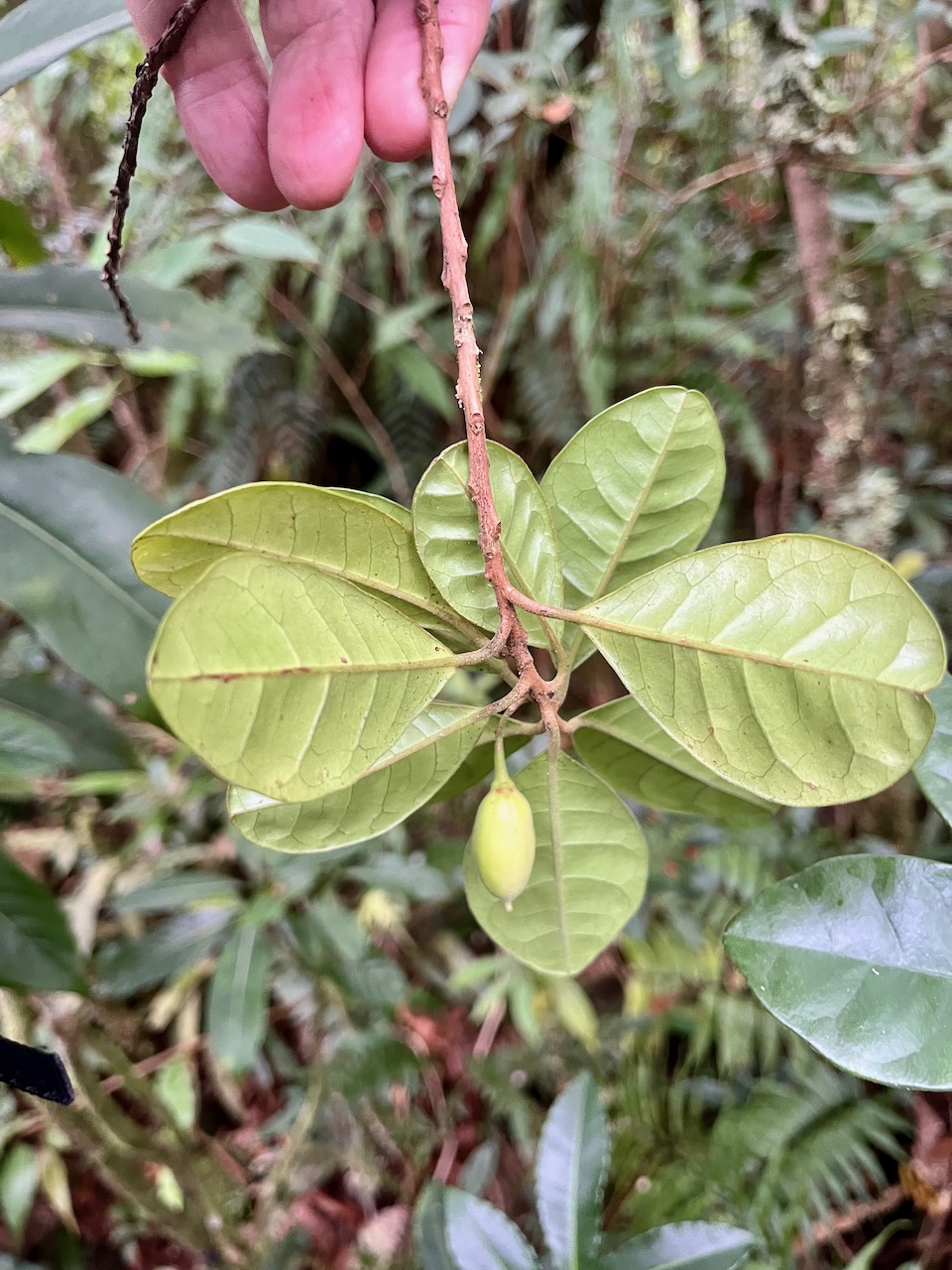30. Fruit Feuilles  Turraea cadetti - Bois de Quivi - Méliacée - B.jpeg
