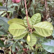 30. Fruit Feuilles  Turraea cadetti - Bois de Quivi - Méliacée - B.jpeg