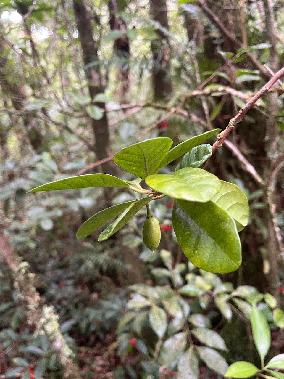 31. Turraea cadetti - Bois de Quivi - Méliacée - B.jpeg