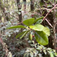 31. Turraea cadetti - Bois de Quivi - Méliacée - B.jpeg