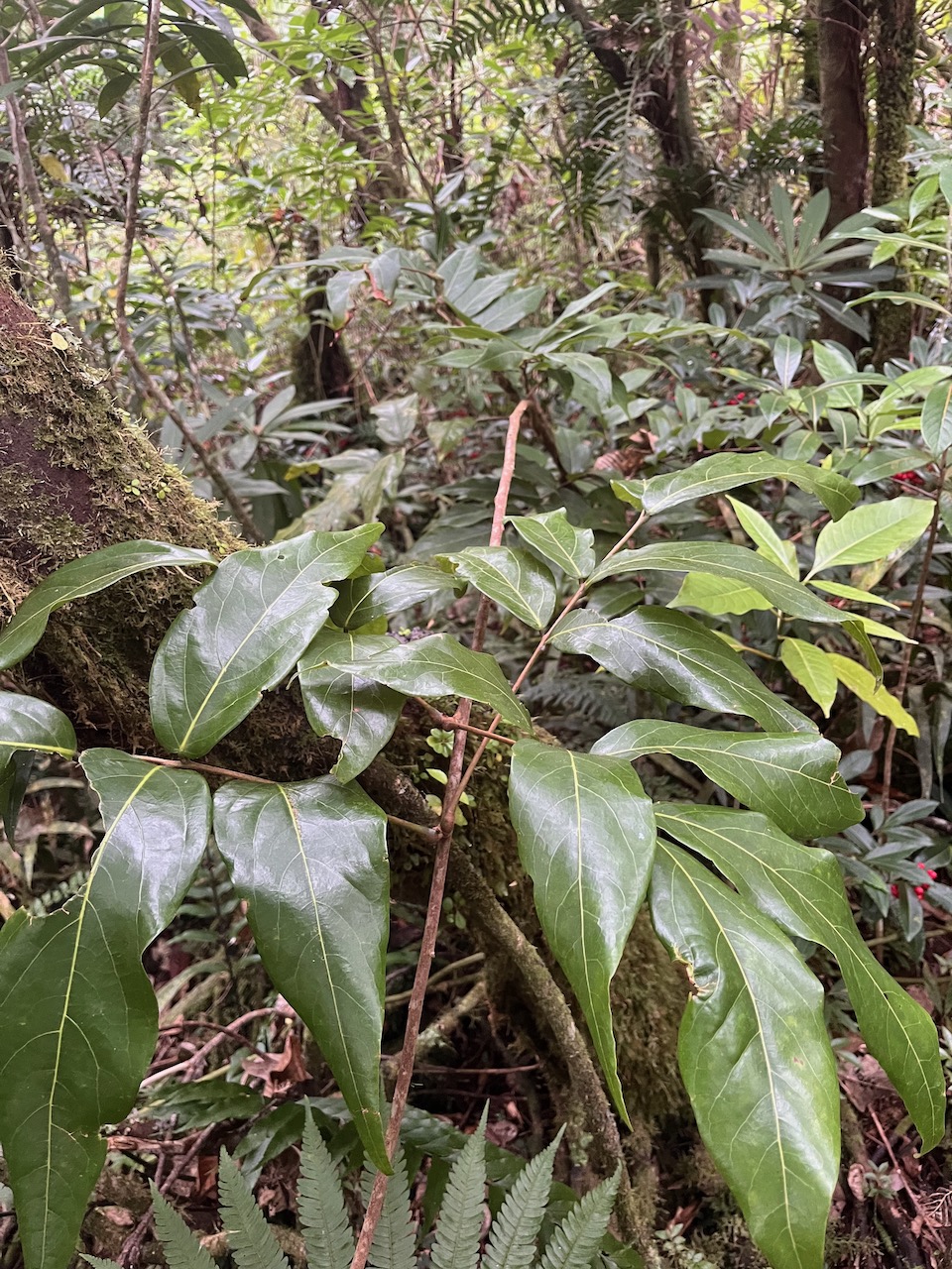 32. Cnestis glabra - Mafatamboa ou Mafatambois - Connaraceae  - indig ène Réunion, Maurice existe à Madagascar.jpeg