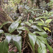 32. Cnestis glabra - Mafatamboa ou Mafatambois - Connaraceae  - indig ène Réunion, Maurice existe à Madagascar.jpeg