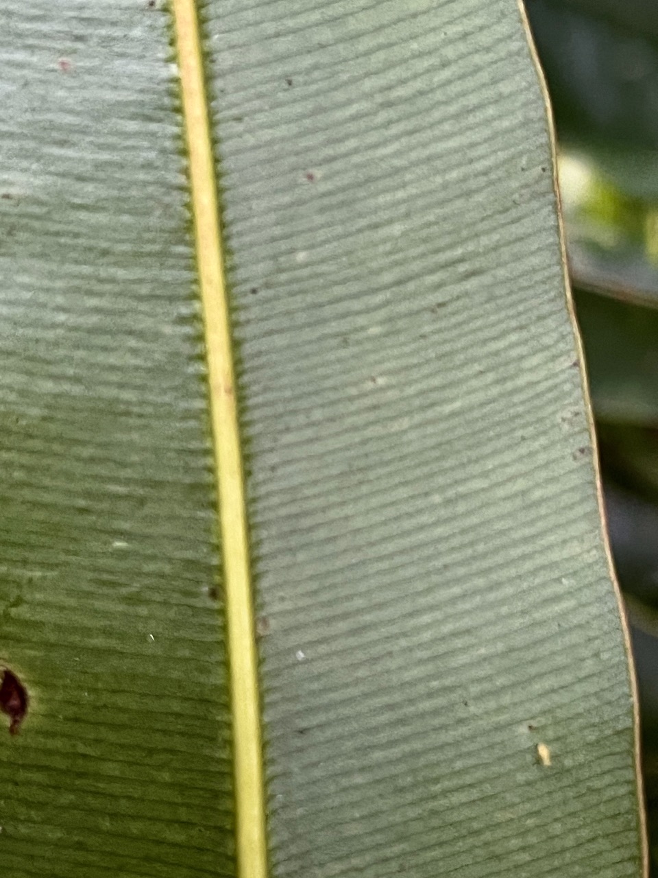 33. Calophyllum tacamahaca - Takamaka - Clusiaceae  -  endémique de la Réunion et de Maurice.jpeg