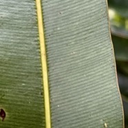 33. Calophyllum tacamahaca - Takamaka - Clusiaceae  -  endémique de la Réunion et de Maurice.jpeg