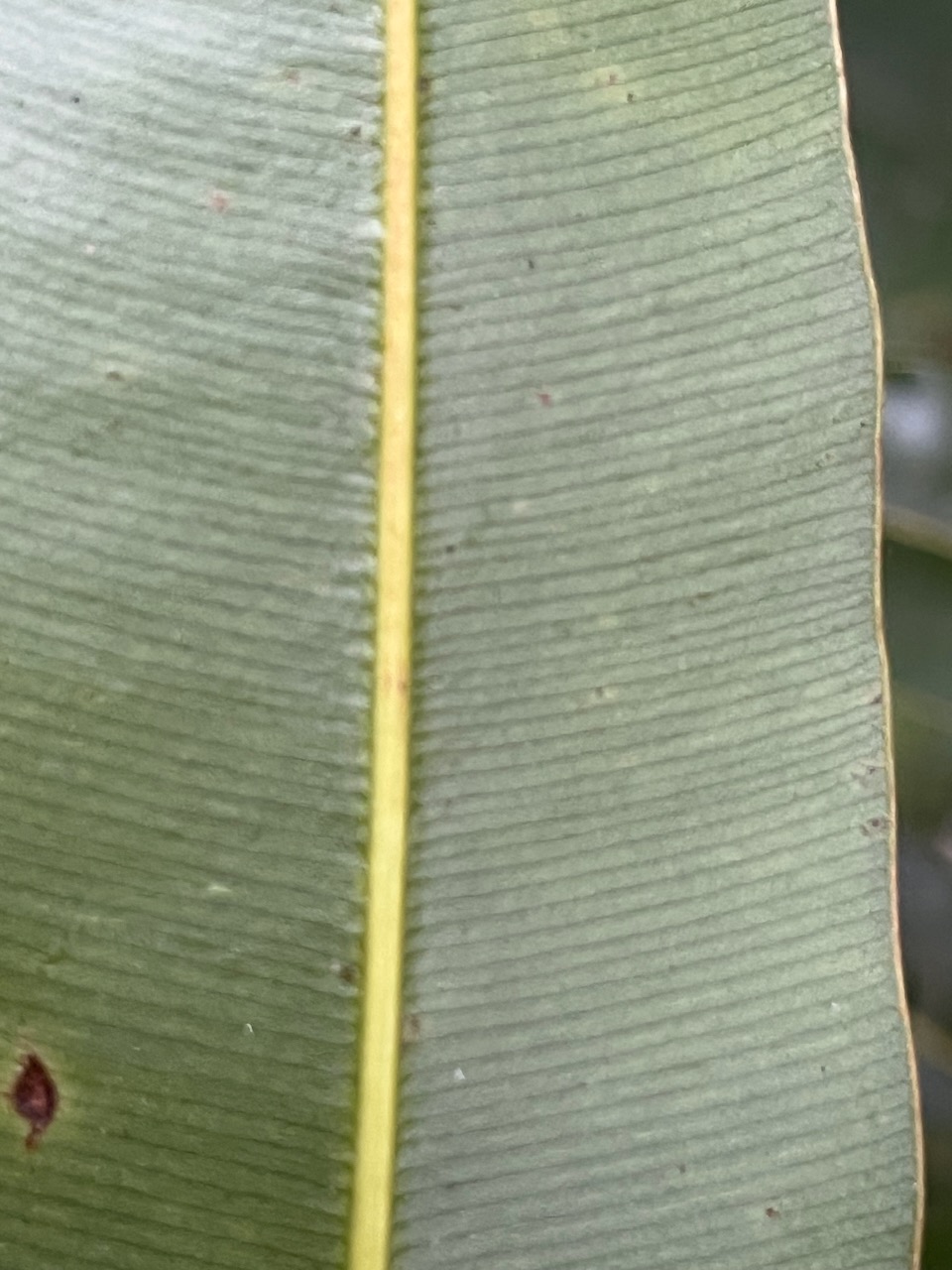 34. Feuille Limbe infra Calophyllum tacamahaca - Takamaka - Clusiaceae  -  endémique de la Réunion et de Maurice.jpeg