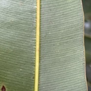 34. Feuille Limbe infra Calophyllum tacamahaca - Takamaka - Clusiaceae  -  endémique de la Réunion et de Maurice.jpeg