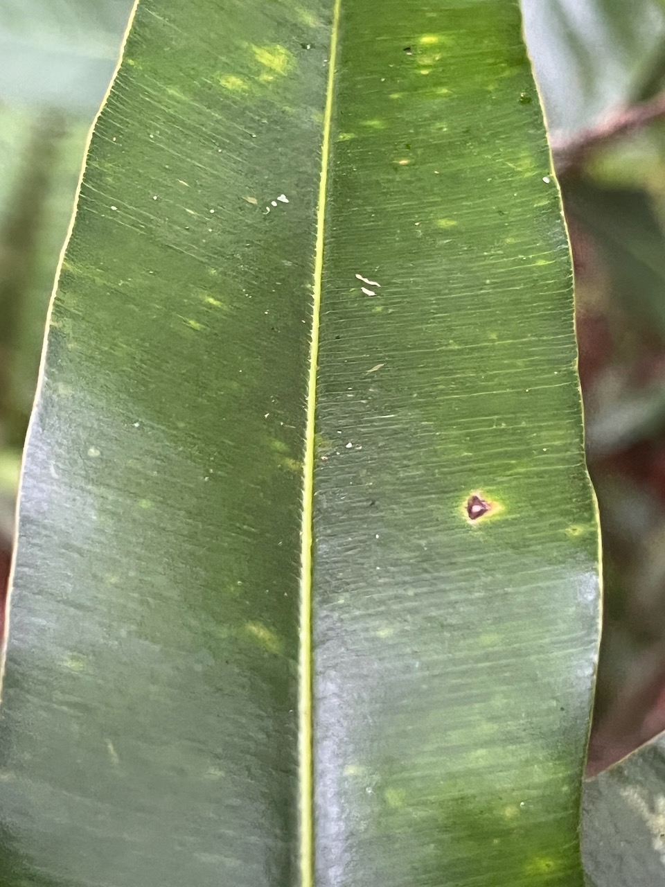 35. Feuille limbe supra Calophyllum tacamahaca - Takamaka - Clusiaceae  -  endémique de la Réunion et de Maurice.jpeg