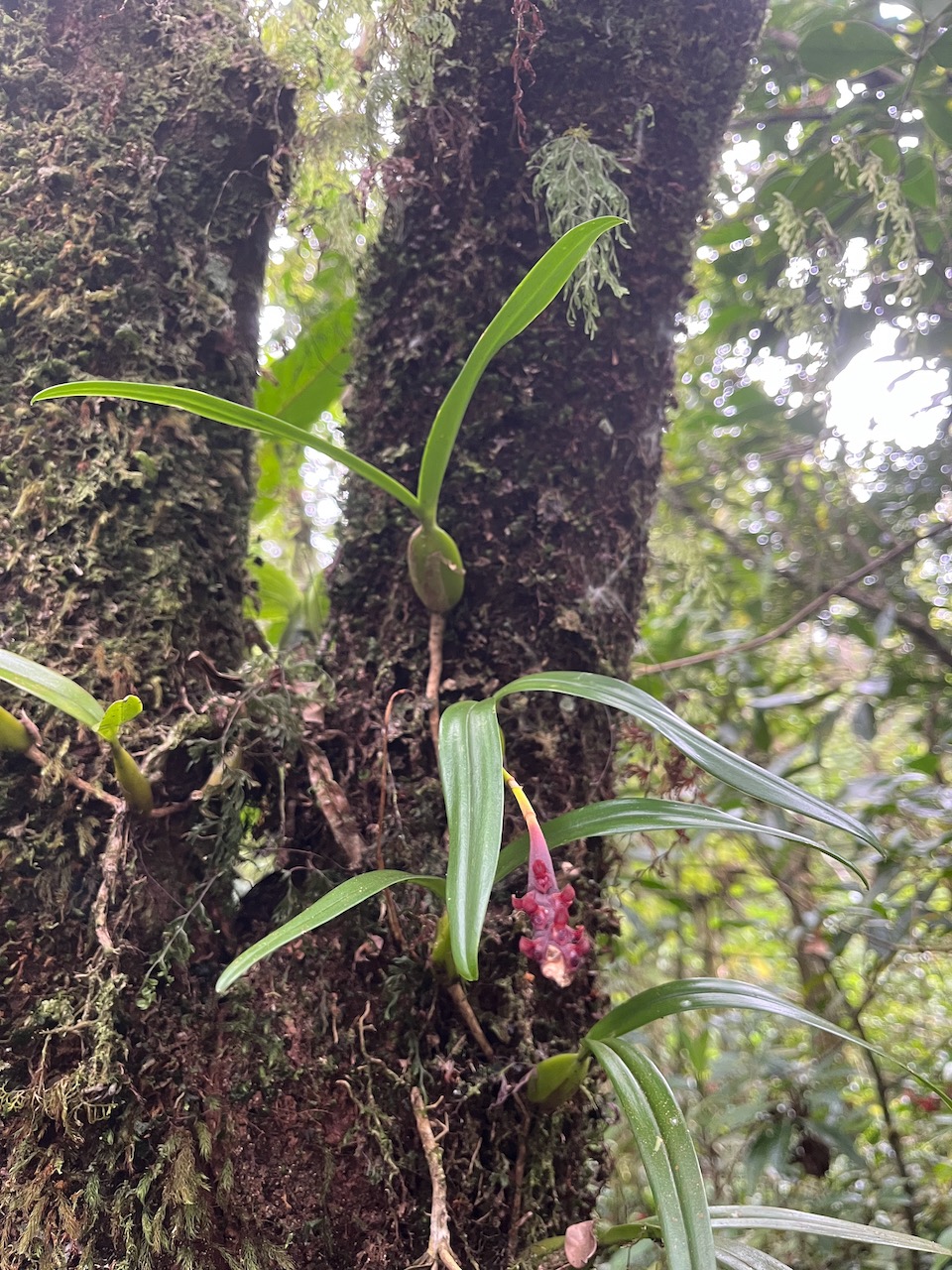 37. Bulbophyllum_clavatum-EPIDENDROIDEAE-Indigene_Reunion.jpeg