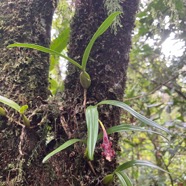 37. Bulbophyllum_clavatum-EPIDENDROIDEAE-Indigene_Reunion.jpeg