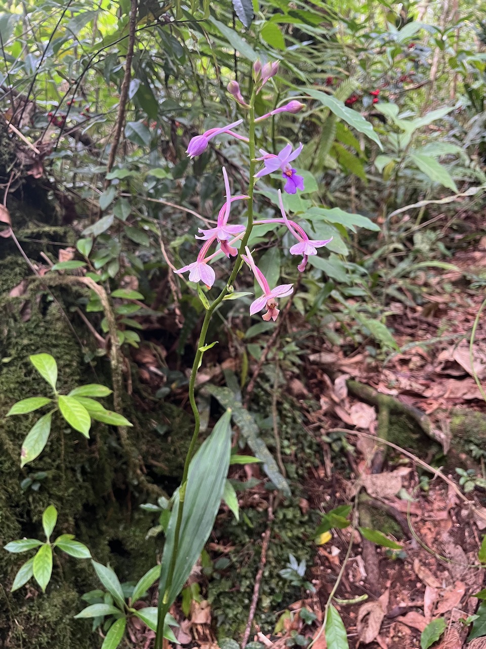 38. Calanthe sylvatica - ORCHIDACEAE-I.jpeg