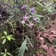 38. Calanthe sylvatica - ORCHIDACEAE-I.jpeg