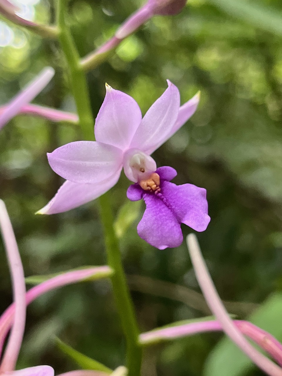 39. Fleur Calanthe sylvatica - ORCHIDACEAE-I.jpeg