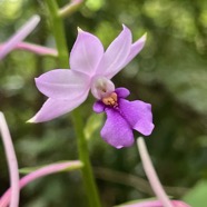 39. Fleur Calanthe sylvatica - ORCHIDACEAE-I.jpeg