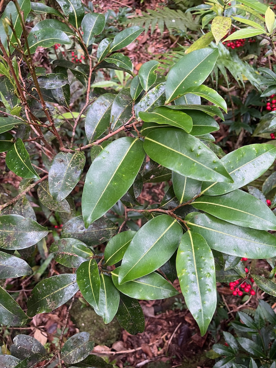 40. Xylopia richardii - Bois de banane - Annonacée - B.jpeg