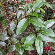 40. Xylopia richardii - Bois de banane - Annonacée - B.jpeg