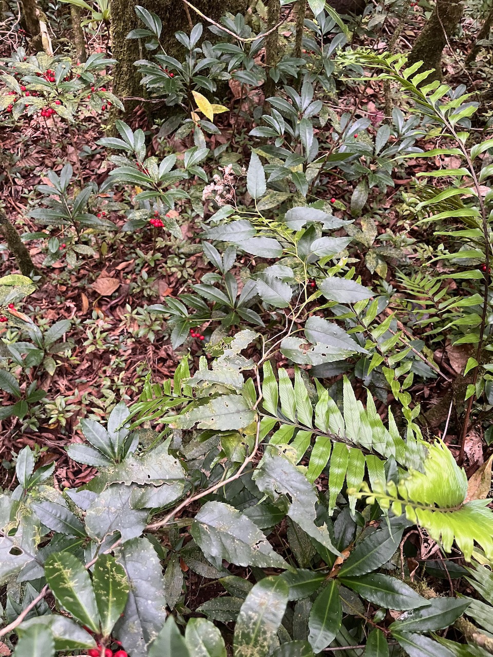 41. ??? Gymnanthemum_fimbrilliferum - Bois_de_sapo - ASTERACEAE - Endemique_Reunion.jpeg