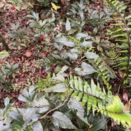 41. ??? Gymnanthemum_fimbrilliferum - Bois_de_sapo - ASTERACEAE - Endemique_Reunion.jpeg