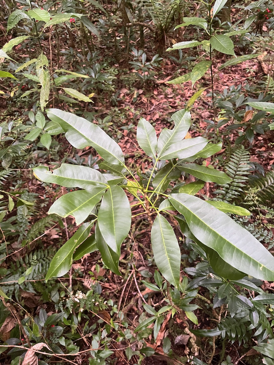42. Melicope obtusifolia  - Catafaille patte poule ou Grand Catafaille - Rutacée - Endémique Réunion Maurice.jpeg