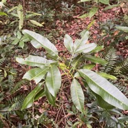 42. Melicope obtusifolia  - Catafaille patte poule ou Grand Catafaille - Rutacée - Endémique Réunion Maurice.jpeg