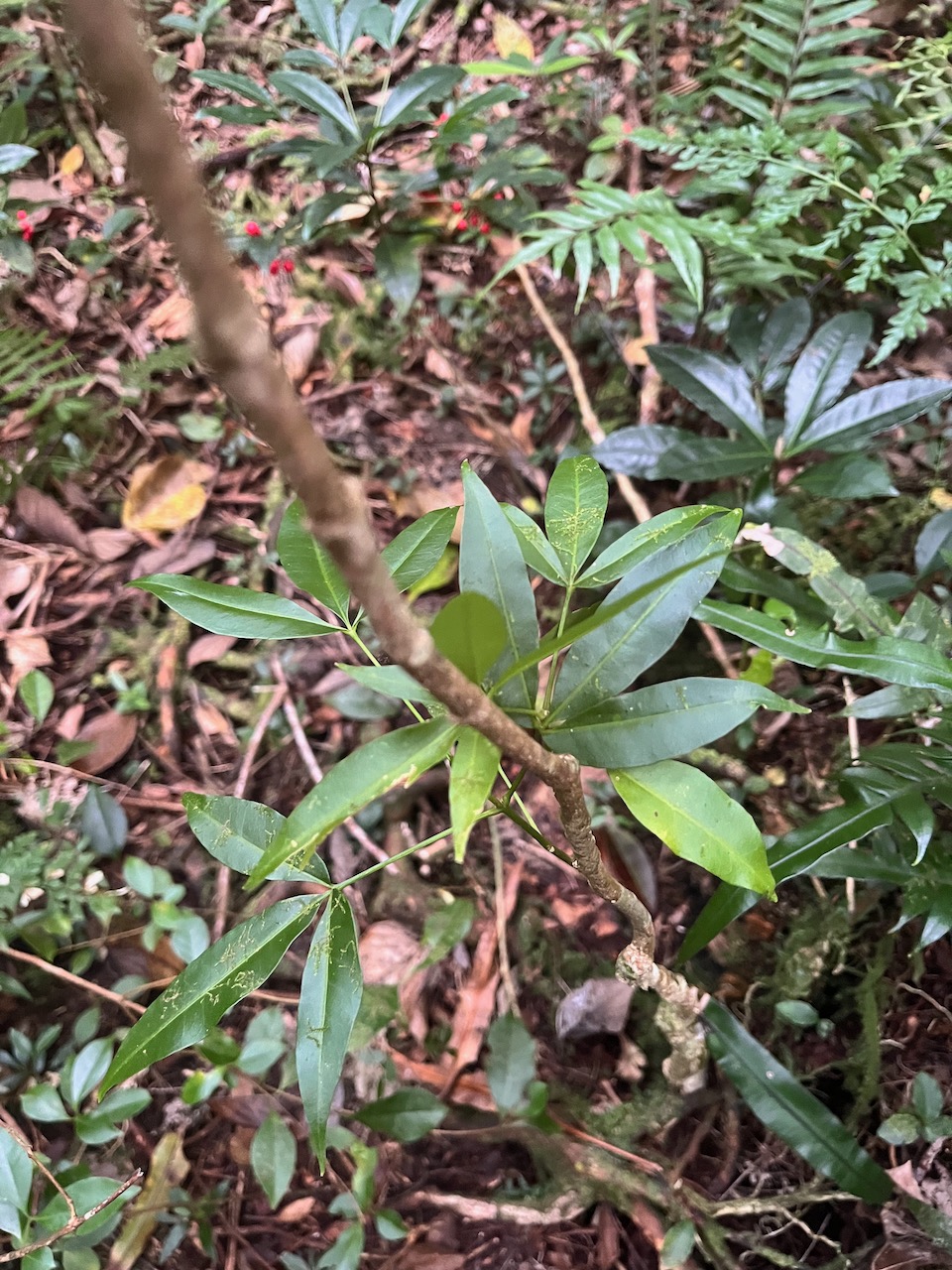43. Melicope obtusifolia  - Catafaille patte poule ou Grand Catafaille - Rutacée - Endémique Réunion Maurice.jpeg