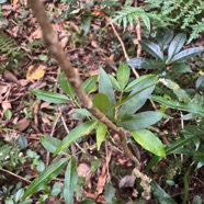 43. Melicope obtusifolia  - Catafaille patte poule ou Grand Catafaille - Rutacée - Endémique Réunion Maurice.jpeg
