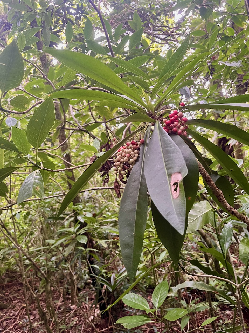 44. Fruits Badula borbonica - Bois de savon - PRIMULACEAE  Myrsinacée.jpeg