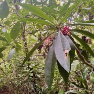 44. Fruits Badula borbonica - Bois de savon - PRIMULACEAE  Myrsinacée.jpeg